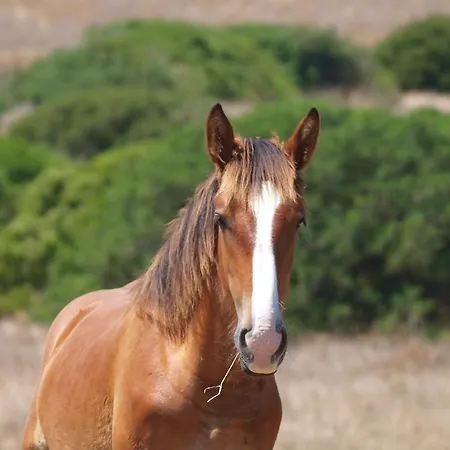 Casa Casti * Sant' Antonio di Santadi